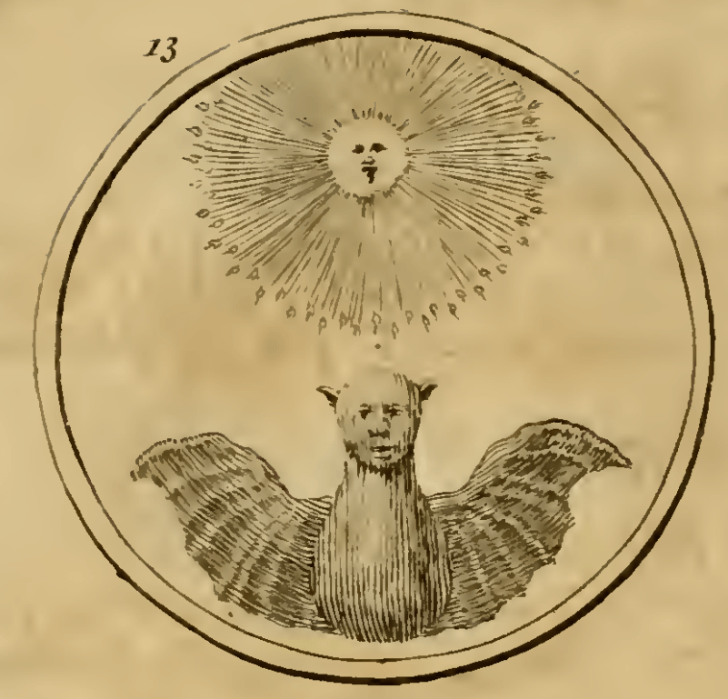 13. De Son boven een Vleermuis. (Сонце над кажаном) — Видання 1705 р. Емблема 13. Сонце над кажаном — Symbola et emblemata