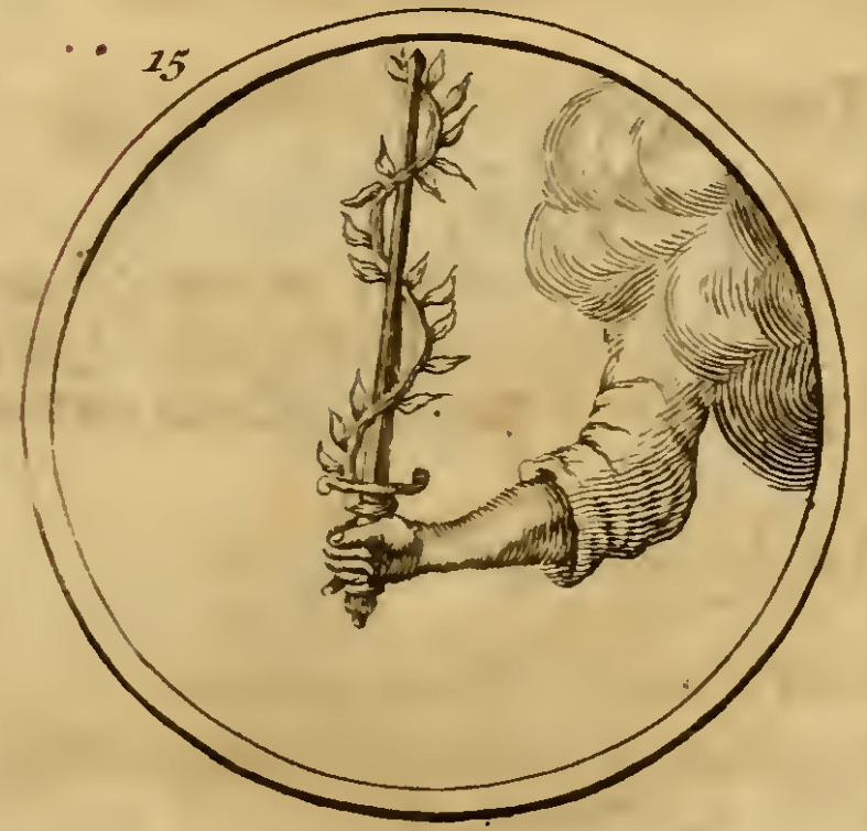 15. Een Olyftak om een Swaard geſlingert. (Оливкова гілка, обвита навколо меча) — Видання 1705 р. Емблема 15. Оливкова гілка, обвита навколо меча — Symbola et emblemata