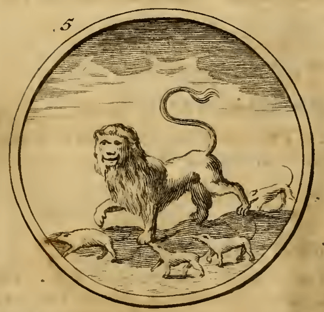 5. Een Leeuw van kleine beesten aangerandt. (Лев, на якого напали дрібні звірі) — Видання 1705 р. Емблема 5. Лев, на якого напали дрібні звірі — Symbola et emblemata