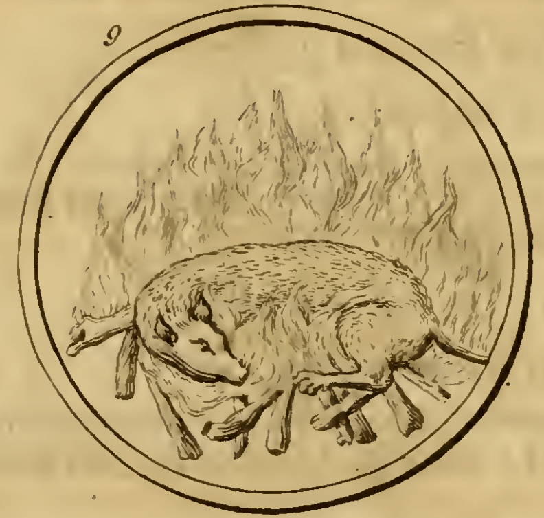 9. Een Hond in het Vuur. (Собака у вогні) — Видання 1705 р. Емблема 9. Собака у вогні — Symbola et emblemata